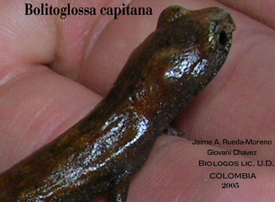 Bolitoglossa capitana