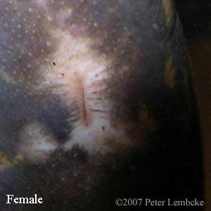 female mudpuppy